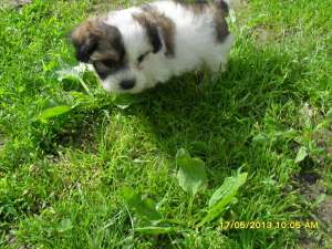 vand puiut bichon
