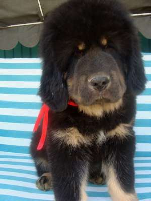 pui tibetan mastiff