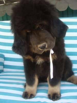 pui tibetan mastiff
