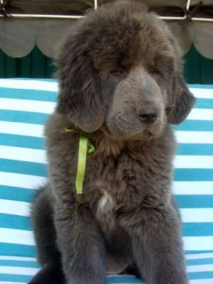 pui tibetan mastiff