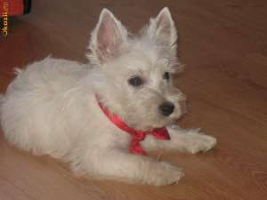 Vand pui WESTIE