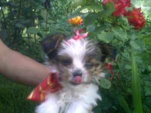 vand  bichon  havanez