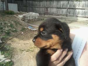vand pui rottweiler talie mare