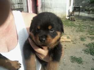 vand pui rottweiler talie mare
