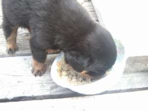 vand pui rottweiler talie mare