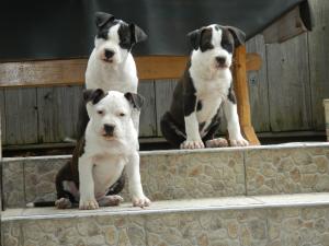 Vand pui Amstaff cu pedigree