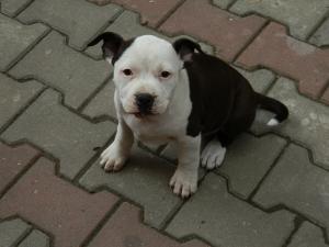 Vand pui Amstaff cu pedigree