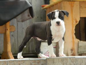 Vand pui Amstaff cu pedigree