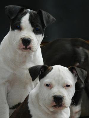 Vand pui Amstaff cu pedigree