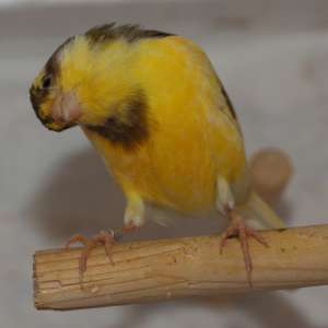 vand canari harz roller