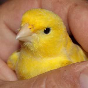 vand canari harz roller
