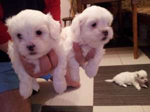Bichon