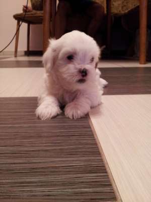 Bichon
