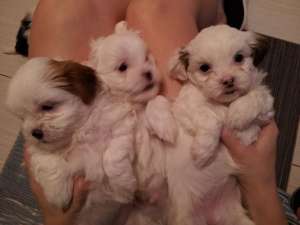 Bichon