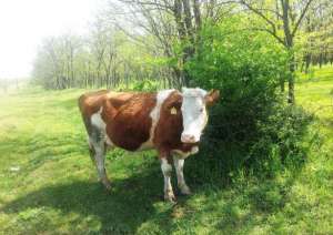 Vand vaca cu vitea!