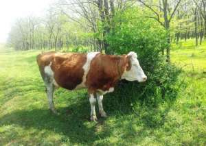 Vand vaca cu vitea!