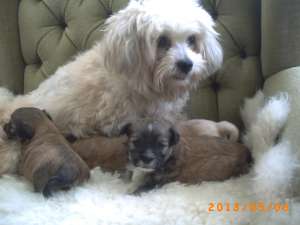Vand puiuti de bichon havanez,  rasa pura,  TALIE MICA