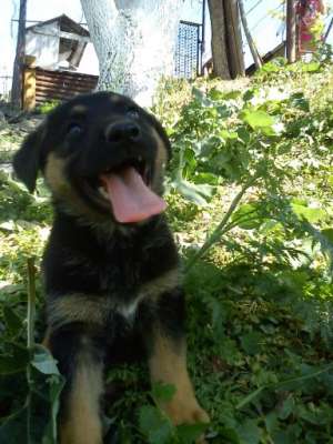 ciobanesc german de vanzare