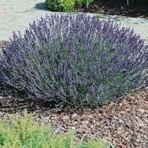 Vindem butasi , flori si tufe de lavanda
