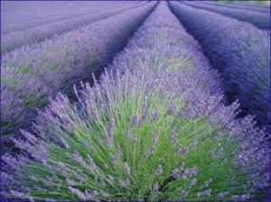 Vindem butasi , flori si tufe de lavanda