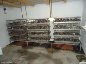 prepelite tecuci munteni