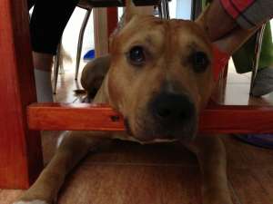 ofer mascul amstaff ptr monta