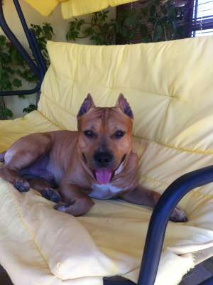 ofer mascul amstaff ptr monta