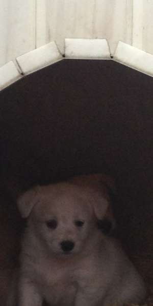 Dau spre adoptie catelusi