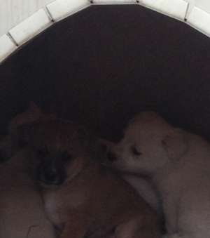 Dau spre adoptie catelusi