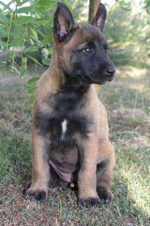 ciobanesc belgian malinois