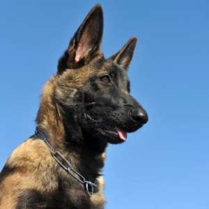femela malinois ce pedigree