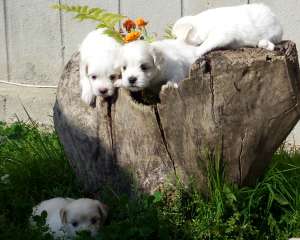 Pui Bichon Maltese
