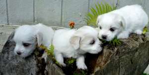 Pui Bichon Maltese