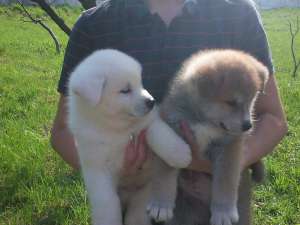 Akita Inu Japonez -Transport in tara!!