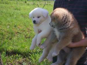 Akita Inu Japonez -Transport in tara!!