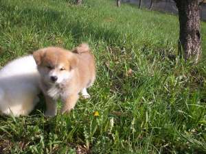 Akita Inu Japonez -Transport in tara!!