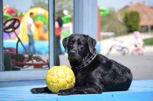 ofer spre imperechere labrador negru de 1 an si 6 luni