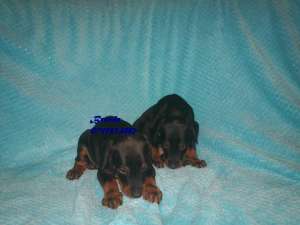 Doberman -Transport in tara !!