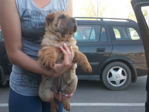 Shar-Pei -Transport in tara!!
