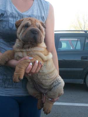 Shar-Pei -Transport in tara!!
