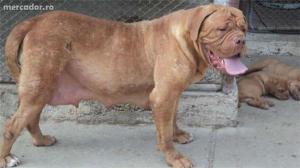 Vand pui Dog de Bordeaux