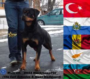 pui Rottweiler - din parinti Multi Campioni