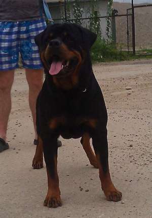 pui Rottweiler - din parinti Multi Campioni