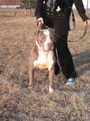 PUI AMSTAFF BLUE DE VANZARE