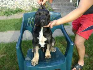mascul cane corso