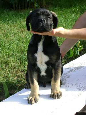 mascul cane corso
