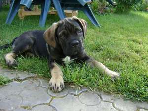 mascul cane corso