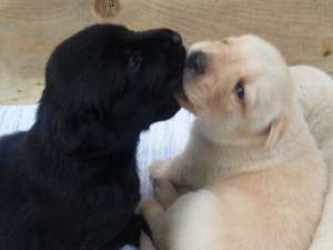 Vand catelusi Labrador Retriever