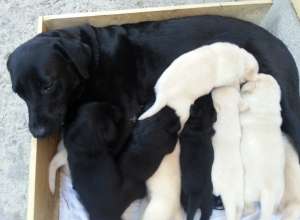 Vand catelusi Labrador Retriever