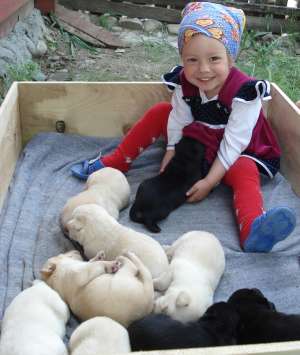 Vand catelusi Labrador Retriever